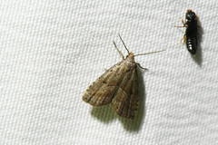 Hypenodes fractilinea