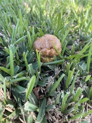 Stropharia coronilla