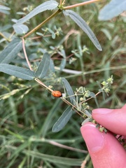 Hippodamia convergens