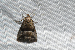 Hypenodes caducus