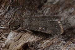 Spodoptera cilium