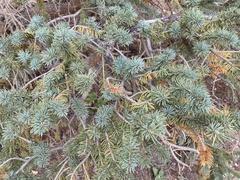 Picea pungens