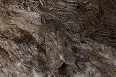 Spodoptera cilium