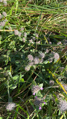 Clinopodium vulgare