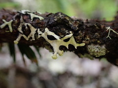 Hypotrachyna sinuosa