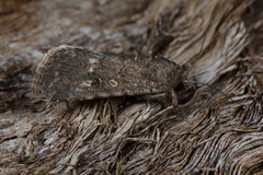Spodoptera cilium