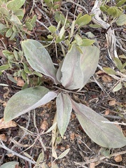 Rumex hymenosepalus