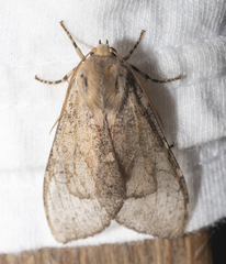 Pseudohemihyalea labecula