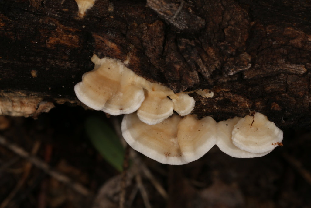 Antrodia favescens