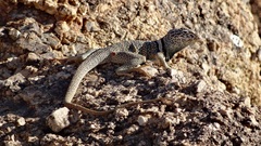 Crotaphytus bicinctores