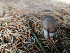 Gomphidius glutinosus