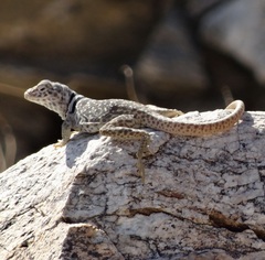 Crotaphytus bicinctores