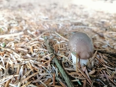 Gomphidius glutinosus