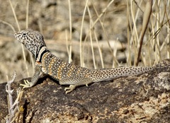 Crotaphytus bicinctores