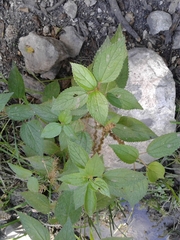 Boehmeria cylindrica