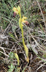 Ophrys fusca