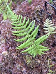 Thelypteridaceae