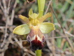 Ophrys fusca