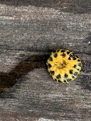 Macremphytus testaceus