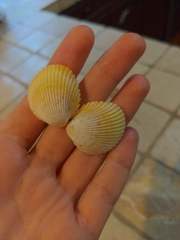 Dallocardia muricata