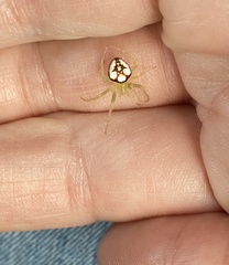 Araneus niveus