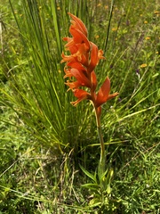 Dichromanthus aurantiacus
