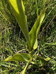 Dichromanthus aurantiacus