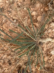 Linum lewisii