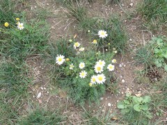 Matricaria chamomilla