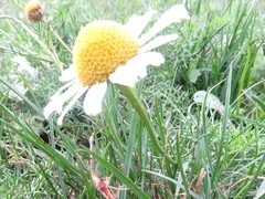 Matricaria chamomilla