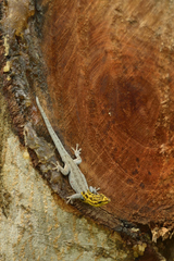 Lygodactylus picturatus