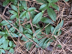 Sericocarpus asteroides