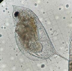 Daphnia ambigua