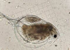 Daphnia ambigua