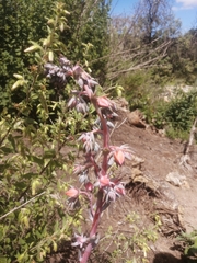 Gibbiflorae