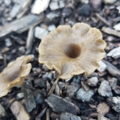 Craterellus tubaeformis