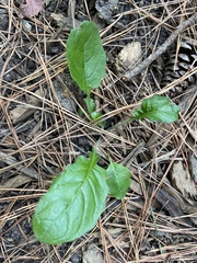 Youngia japonica
