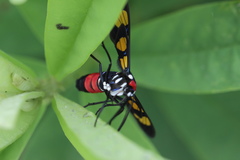 Euchromia polymena