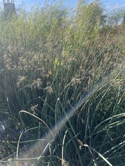 Schoenoplectus acutus