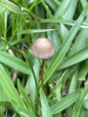 Psilocybe mexicana