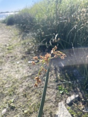 Schoenoplectus acutus