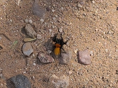 Phidippus apacheanus