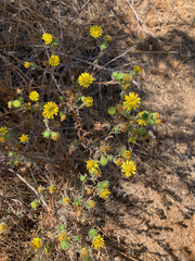 Deinandra corymbosa