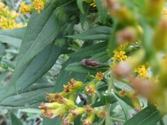 Lepyronia quadrangularis