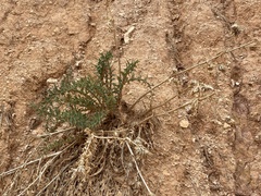 Astragalus praelongus