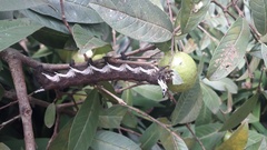 Citheronia beledonon