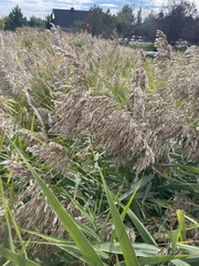 Phragmites