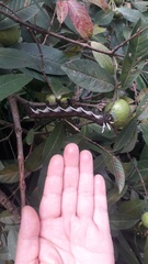 Citheronia beledonon