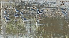 Charadriiformes