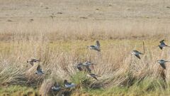 Charadriiformes